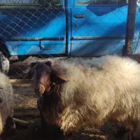 بره نرپروارباب قصابی