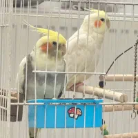 عروس هلندی (زیبا و سخنگو)|پرنده|بیرجند, |دیوار