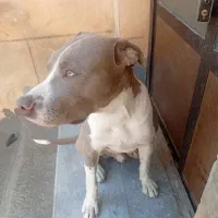 پیتبول چهارماهه