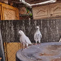 کفتر باباک ارباب خسرو کفتر دهنجور