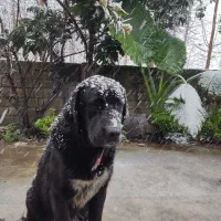 واگذاری سگ آلابای|سگ|آستانه اشرفیه, |دیوار