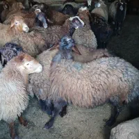 گوسفند کشتاری|حیوانات مزرعه|هریس, |دیوار