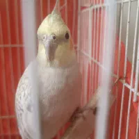 عروس هلندی مولد ماده|پرنده|پاکدشت, پاکدشت (مامازند)|دیوار