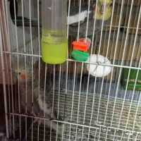 پرنده کتوله عروس هلندی|پرنده|تربت‌حیدریه, ده پائین|دیوار