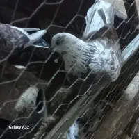 کبوتر دمگیر وکله دمسبز پرشی|پرنده|مبارکه, |دیوار