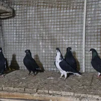 کفتر|پرنده|شیراز, کوی زهرا|دیوار