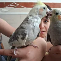 4000000میلیون|پرنده|وحیدیه, |دیوار