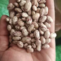 فروش تمامی حبوبات