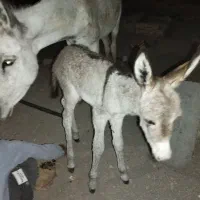 فروش الاغ ماده باتیخرش