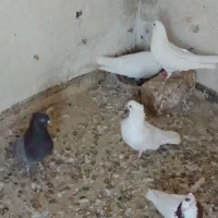 کفتر پروندنی و شاخ گیر برای معاوضه|پرنده|کاشان, لتحر|دیوار