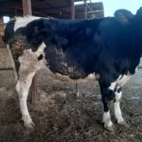 فروش تلیسه چاق