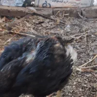 لاری جوجه محلی خروس مرغ|حیوانات مزرعه|رباط‌کریم, نصیرشهر|دیوار