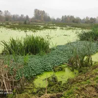 زمین با جواز ساخت با چشم انداز تالاب و باغات چای|فروش زمین و ملک کلنگی|آستانه اشرفیه, |دیوار