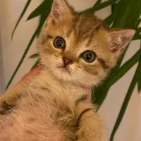 گربه بریتیش نر