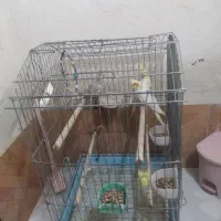 عروس هلندی|پرنده|اردبیل, |دیوار