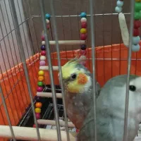 پرنده|پرنده|تهران, آذری|دیوار