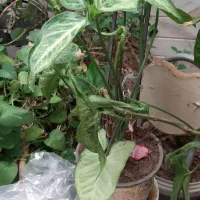 همه گلدون ها باهم فقط ۳ تومن|گل و گیاه طبیعی|اصفهان, سرچشمه|دیوار