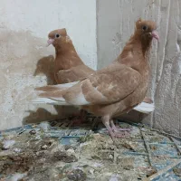 دم سفید کبوتر کفتر کله سینه