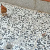 مرغ وخروس|حیوانات مزرعه|خمینیشهر, |دیوار