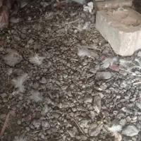 طوقی جوجه|پرنده|کهنوج, |دیوار