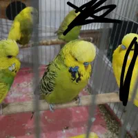 مرغ عشق و عروس هلندی