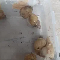 حلزون ترابی