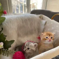 بر یتیشهای دو‌ماهه طلایی|گربه|تهران, بهاران|دیوار