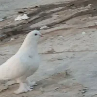 یک عدد کبوتر سفید نقشی پاپری