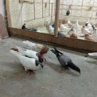 کفتر مفت