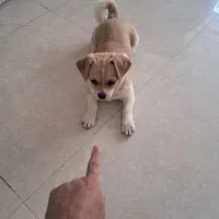 واگذاری هاپوی خانگی|سگ|آباده, |دیوار