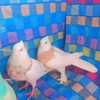 فروش انواع کبوتر با قیمت مناسب همه نمونه