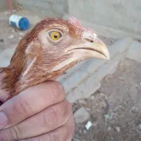 مرغ لاری بهترین نسل|حیوانات مزرعه|سیرجان, |دیوار