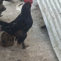 خوروس برهما و گلین|حیوانات مزرعه|شیراز, صنایع الکترونیک|دیوار