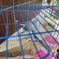 فروش عروس هلندی|پرنده|شیراز, شهرک بهشتی|دیوار