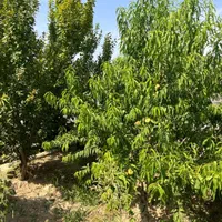 باغ با چهاردیواری قدیمی (درختان میوه مثمر)