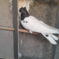 کفتر رنگی|پرنده|ابریشم, |دیوار