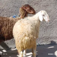 گوسفند نروماده میش وشیشک وبره