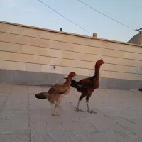 جوجه لاری ۸ ماهه