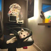 گربه سخنگو|گربه|گرگان, |دیوار