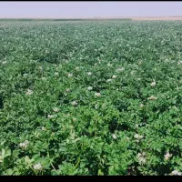 سیب زمینی ساگیتا402