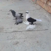 کبوتر|پرنده|شیراز, شهرک بهار|دیوار