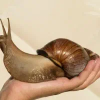 حلزون آچاتینا