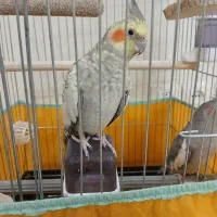 عروس هلندی با همه چی