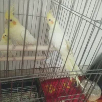 عروس هلندی درجه یک