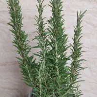 رزماری