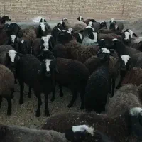 نژاد برتر دنیاه شال|حیوانات مزرعه|مشهد, رضاشهر|دیوار