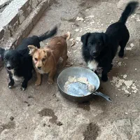 ۳قلاده سگ دوتا نروماده با یدونه توله