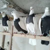 رنگی|پرنده|قم, دورشهر|دیوار