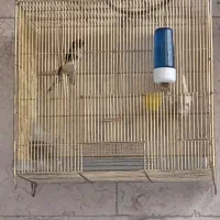 سهره نر سرمایی