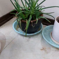 گل کاکتوس آلوورا